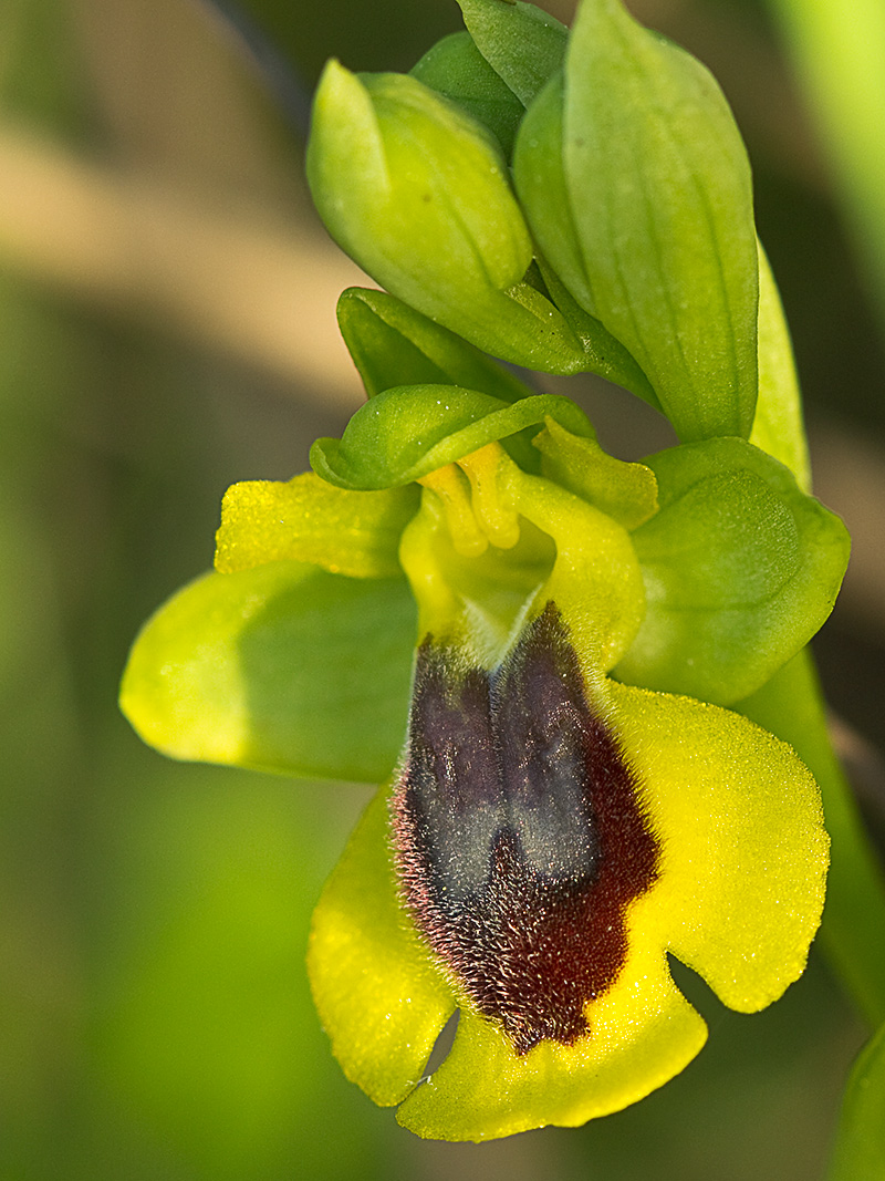 Abejera amarilla (Ophrys lutea)