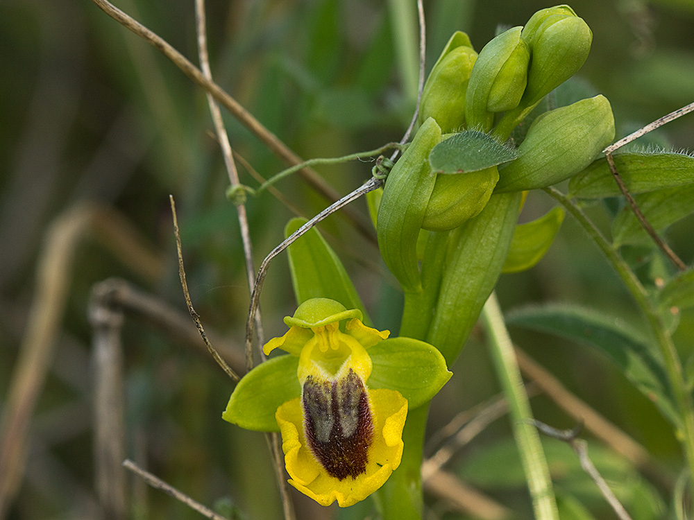 Abejera amarilla (Ophrys lutea)