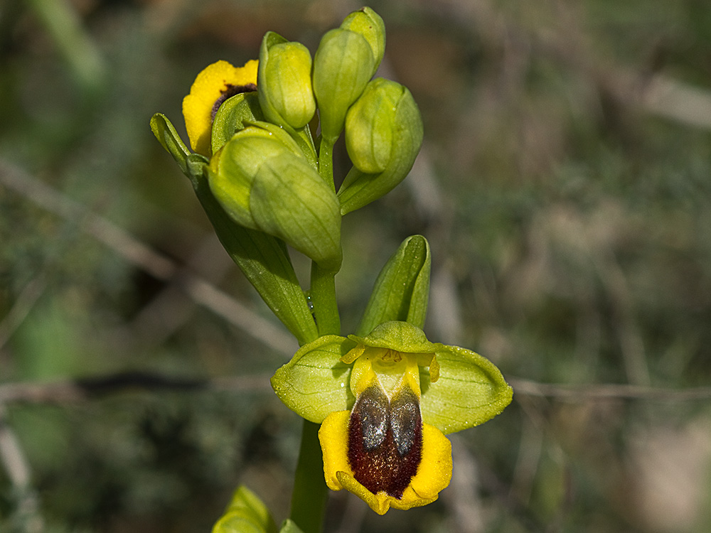 Abejera amarilla (Ophrys lutea)