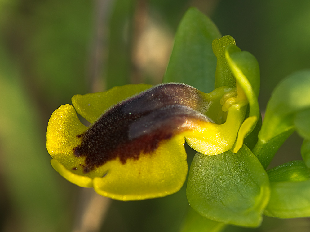 Abejera amarilla (Ophrys lutea)