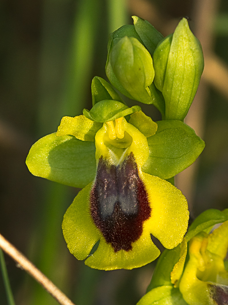 Abejera amarilla (Ophrys lutea)
