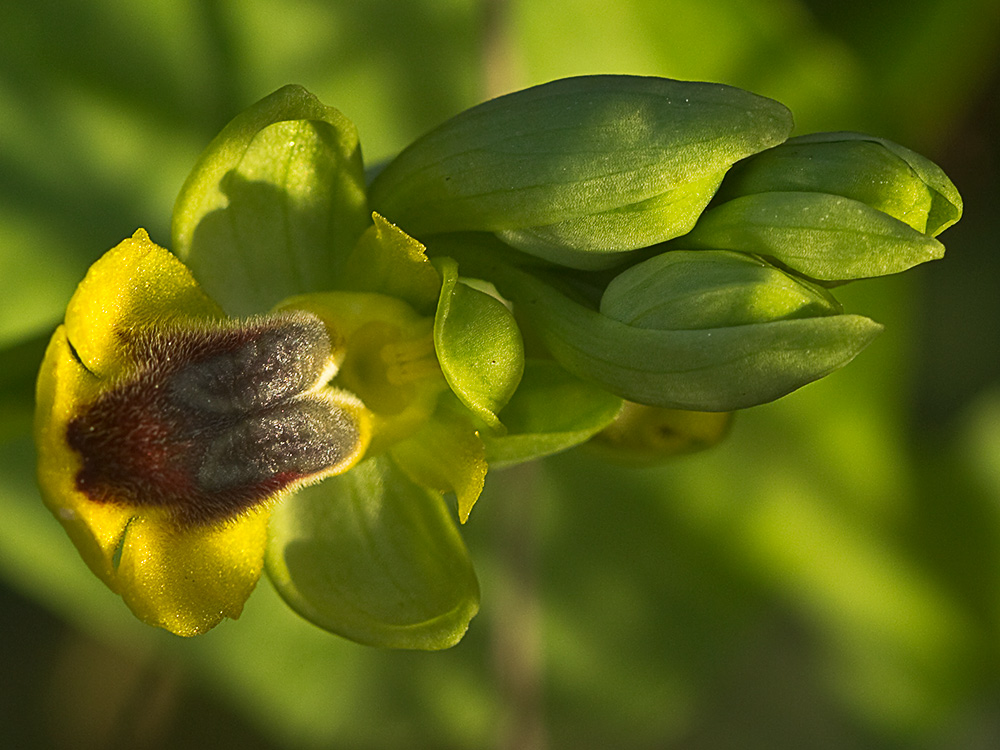 Abejera amarilla (Ophrys lutea)