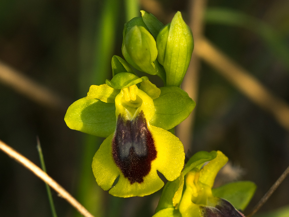 Abejera amarilla (Ophrys lutea)