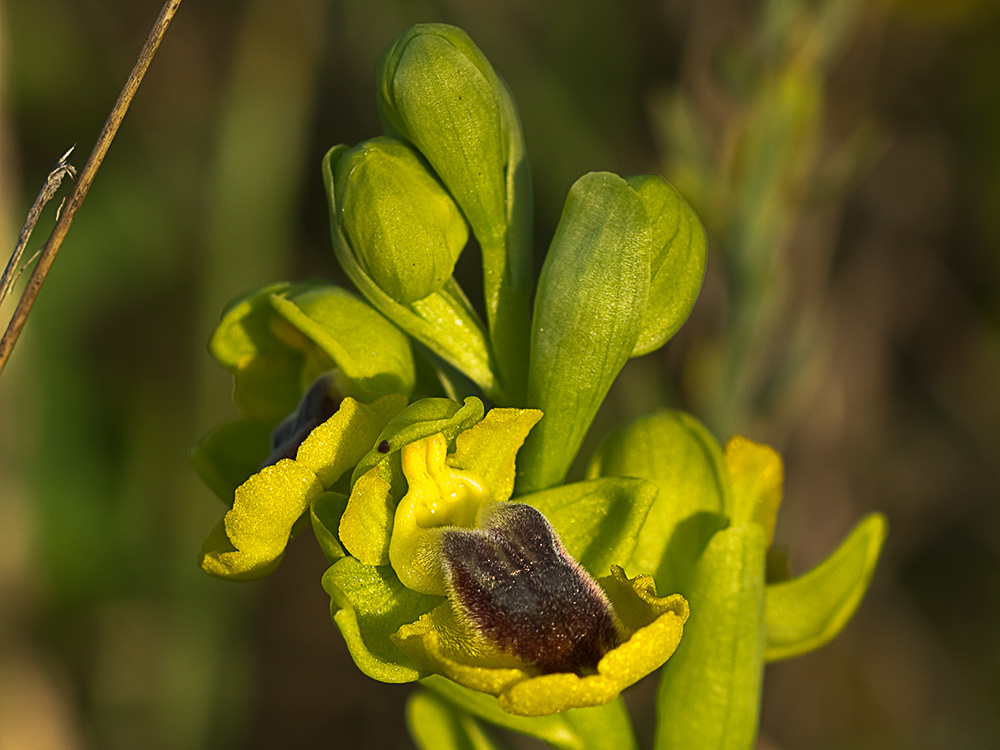 Abejera amarilla (Ophrys lutea)