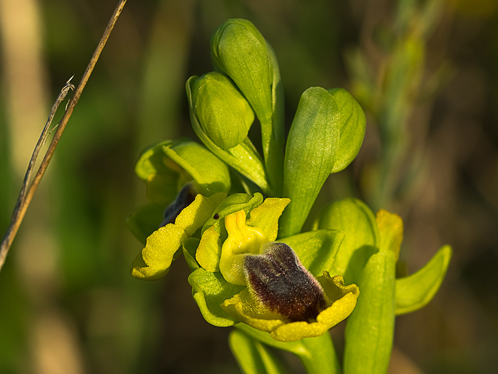 Abejera amarilla (Ophrys lutea)