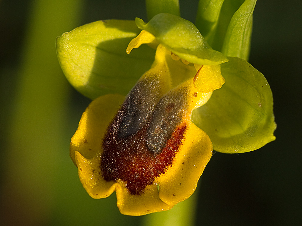 Abejera amarilla (Ophrys lutea)