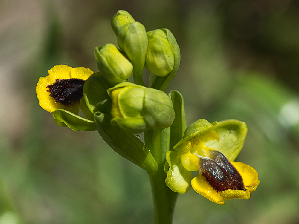 Abejera amarilla (Ophrys lutea)