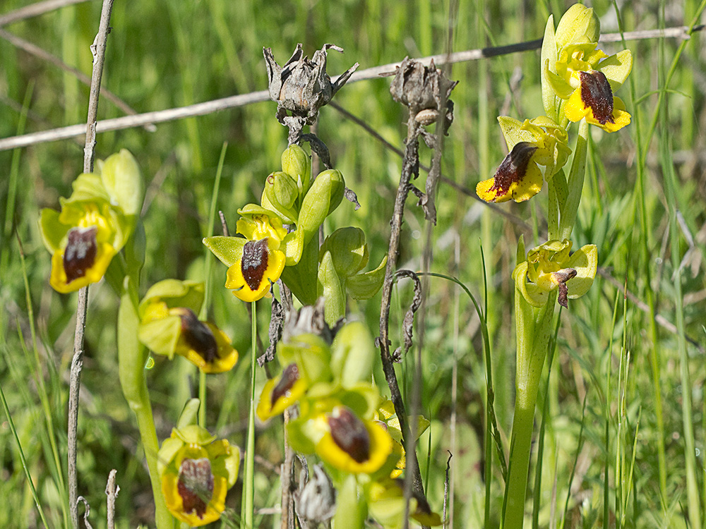 Abejera amarilla (Ophrys lutea)