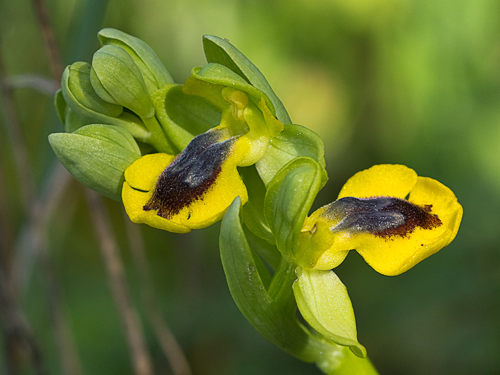 Abejera amarilla (Ophrys lutea)