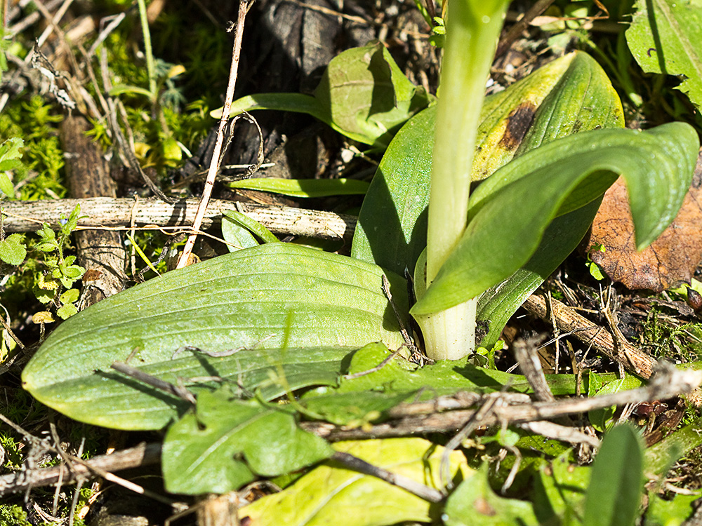 Abejera amarilla (Ophrys lutea)
