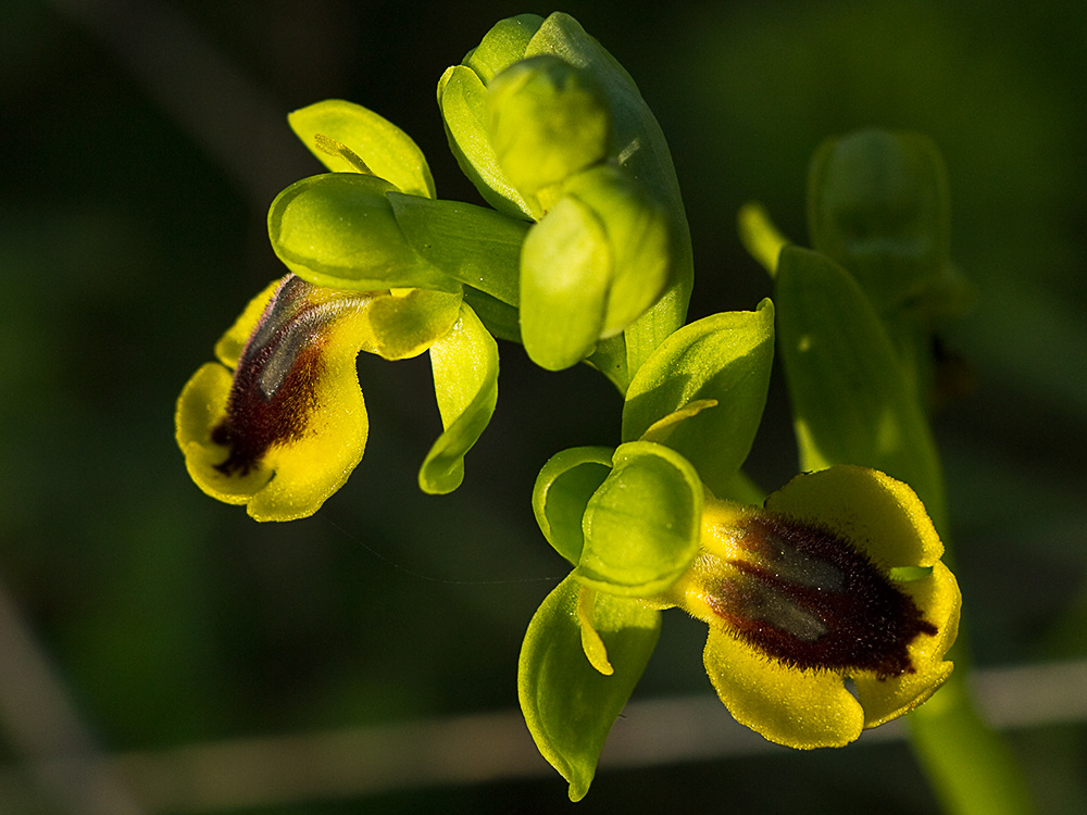 Abejera amarilla (Ophrys lutea)