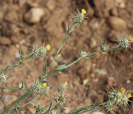 Abrepuños (Centaurea melitensis)