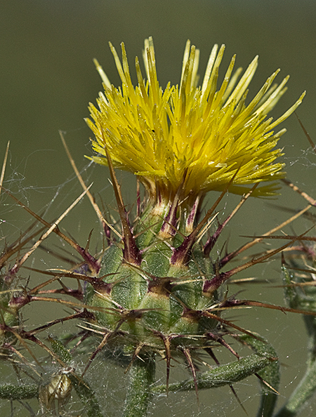 Flor del Abrepuños (Centaurea melitensis)