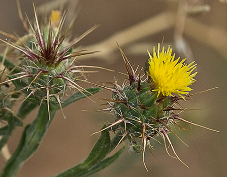 Flor de abrepuños (Centaurea melitensis)