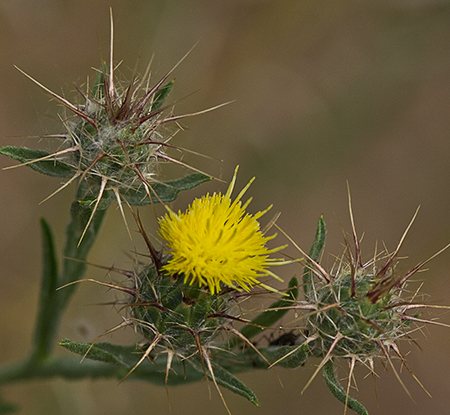 Abrepuños (Centaurea melitensis)
