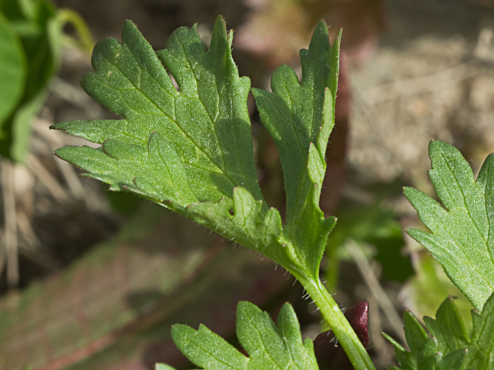 Hoja del Abrojo a cinco (Ranunculus muricatus)