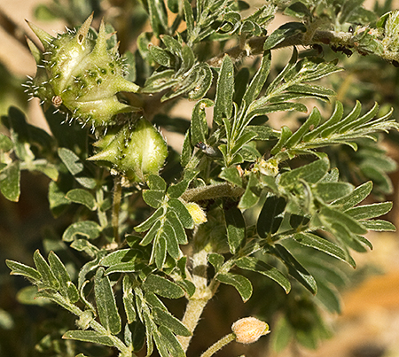 Abrojos (Tribulus terrestris)