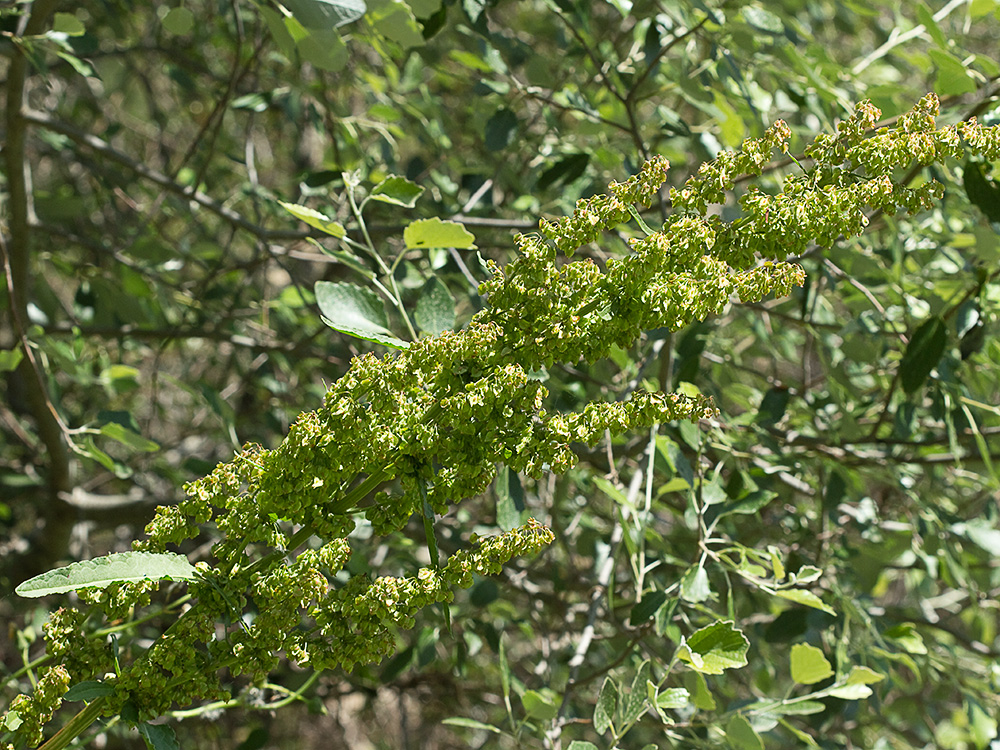 Planta de acedera, Rumex obtusifolius (verde)