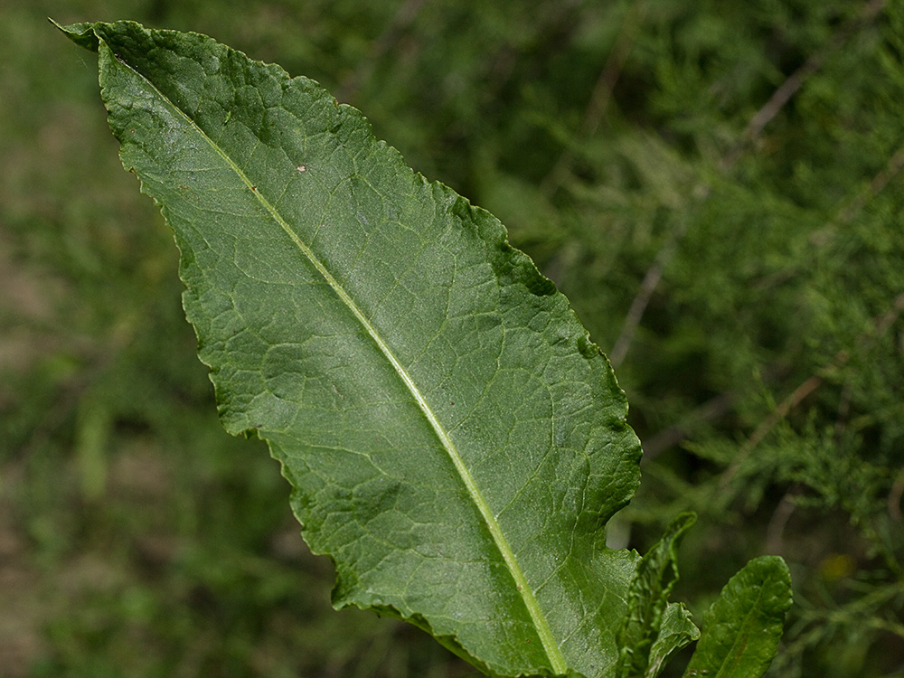 Planta de acedera, Rumex obtusifolius (verde)