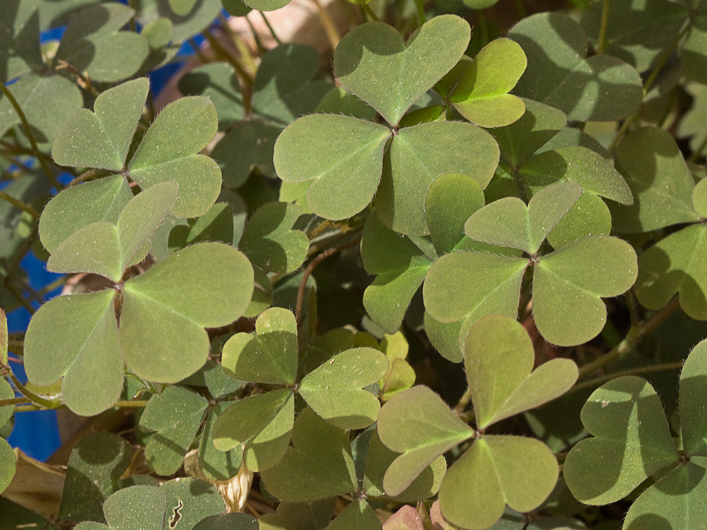 Acedera de campo (Oxalis corniculata)