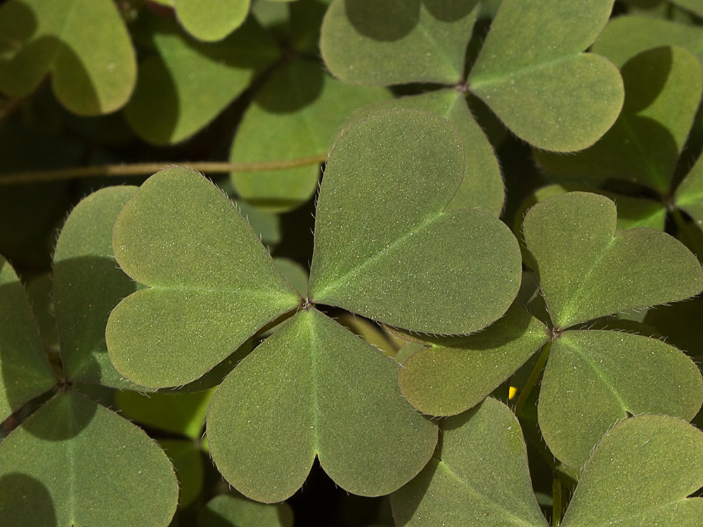 Acedera de campo (Oxalis corniculata)