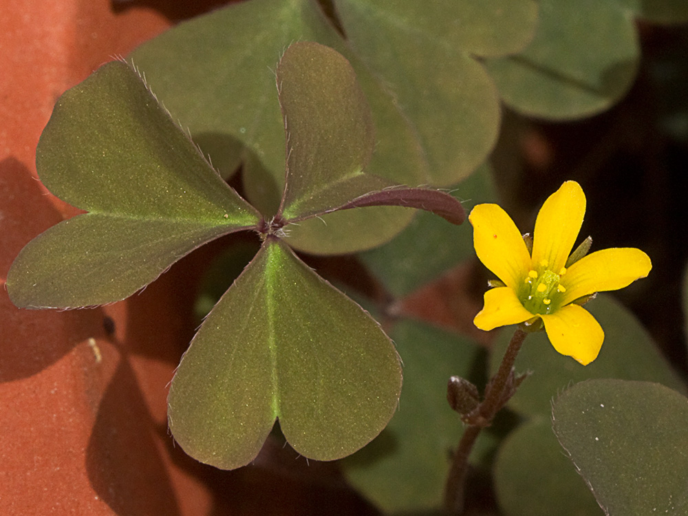 Acedera de campo (Oxalis corniculata)