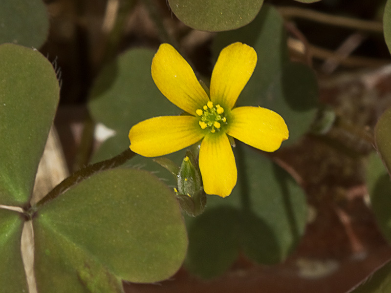 Acedera de campo (Oxalis corniculata)