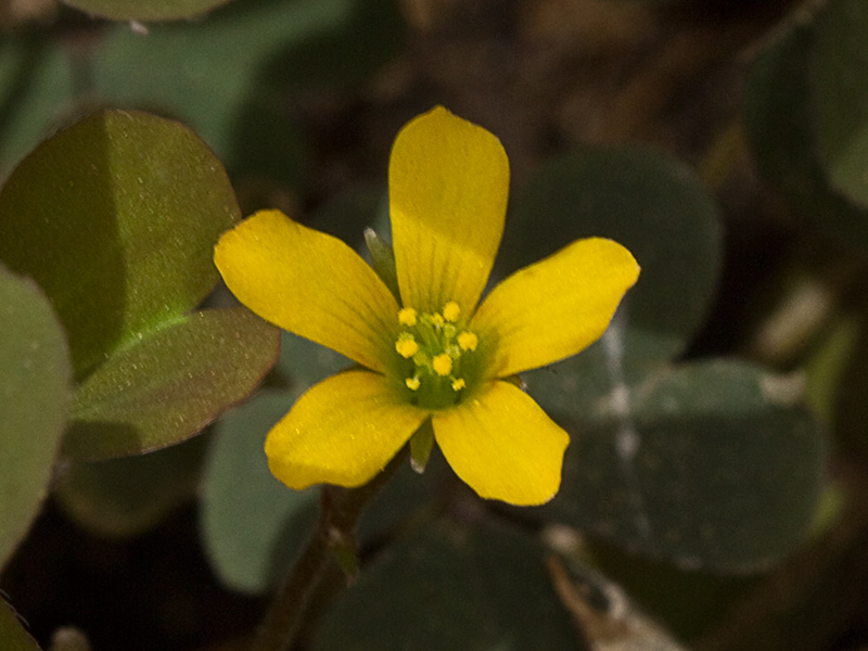 Acedera de campo (Oxalis corniculata)
