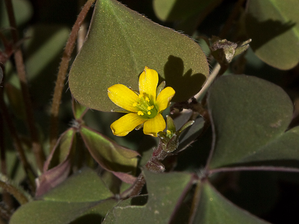 Acedera de campo (Oxalis corniculata)