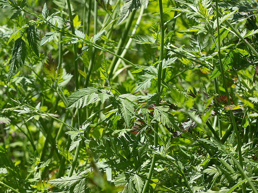 Acedera menor (Torilis japonica)