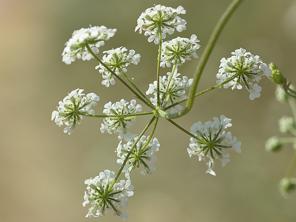 Acedera menor (Torilis japonica)