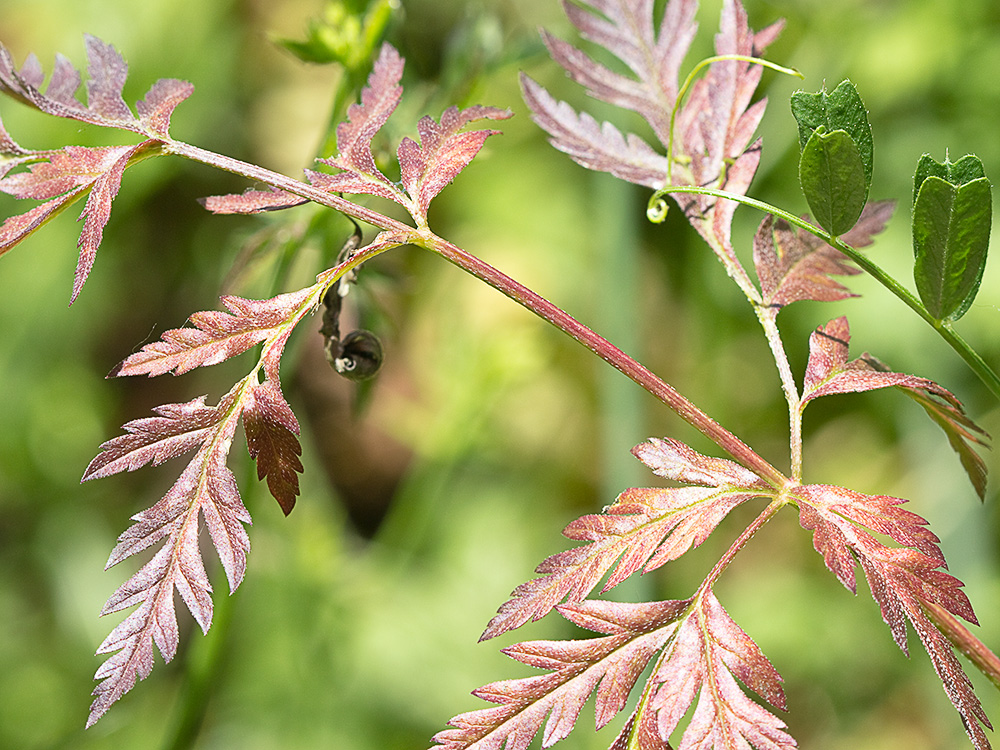 Acedera menor (Torilis japonica)