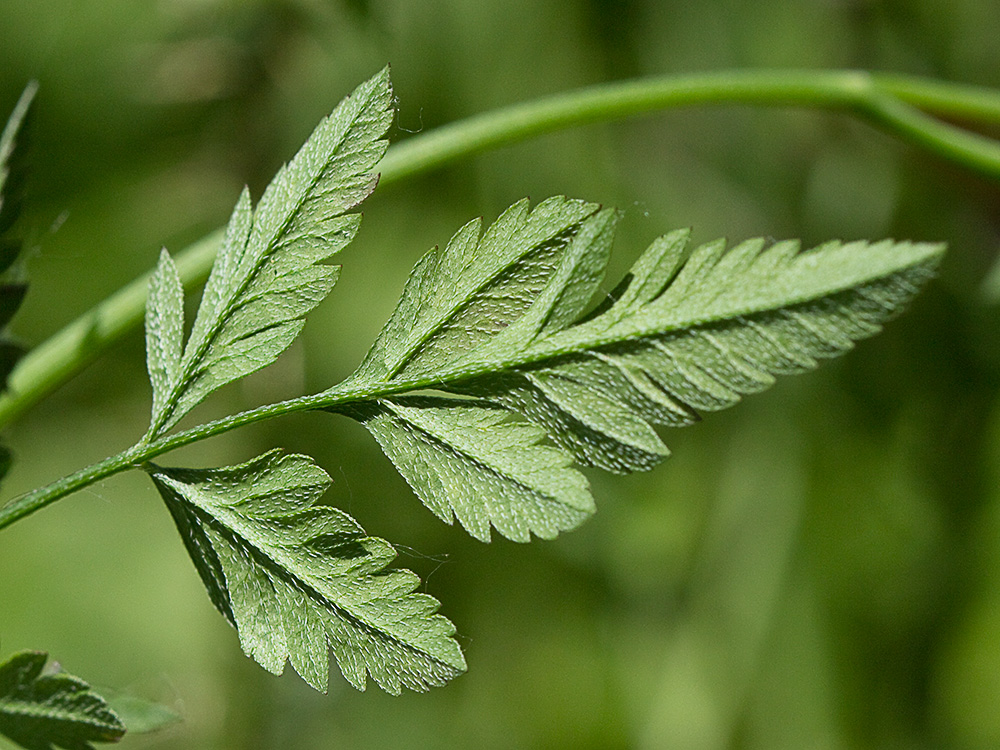 Acedera menor (Torilis japonica)