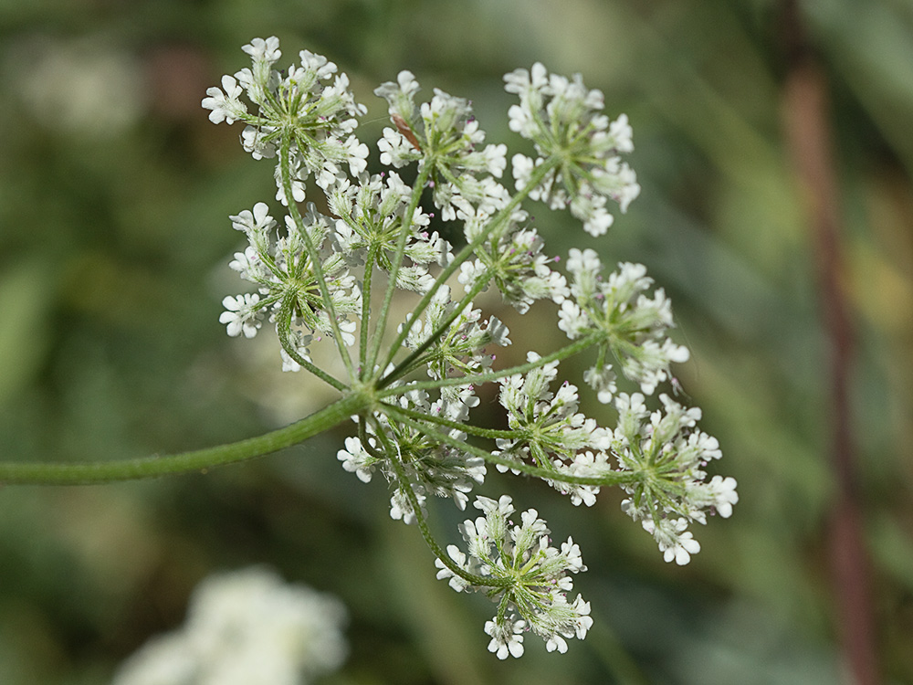 Acedera menor (Torilis japonica)