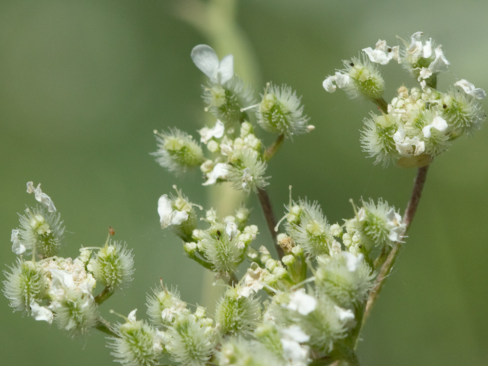 Acedera menor (Torilis japonica)
