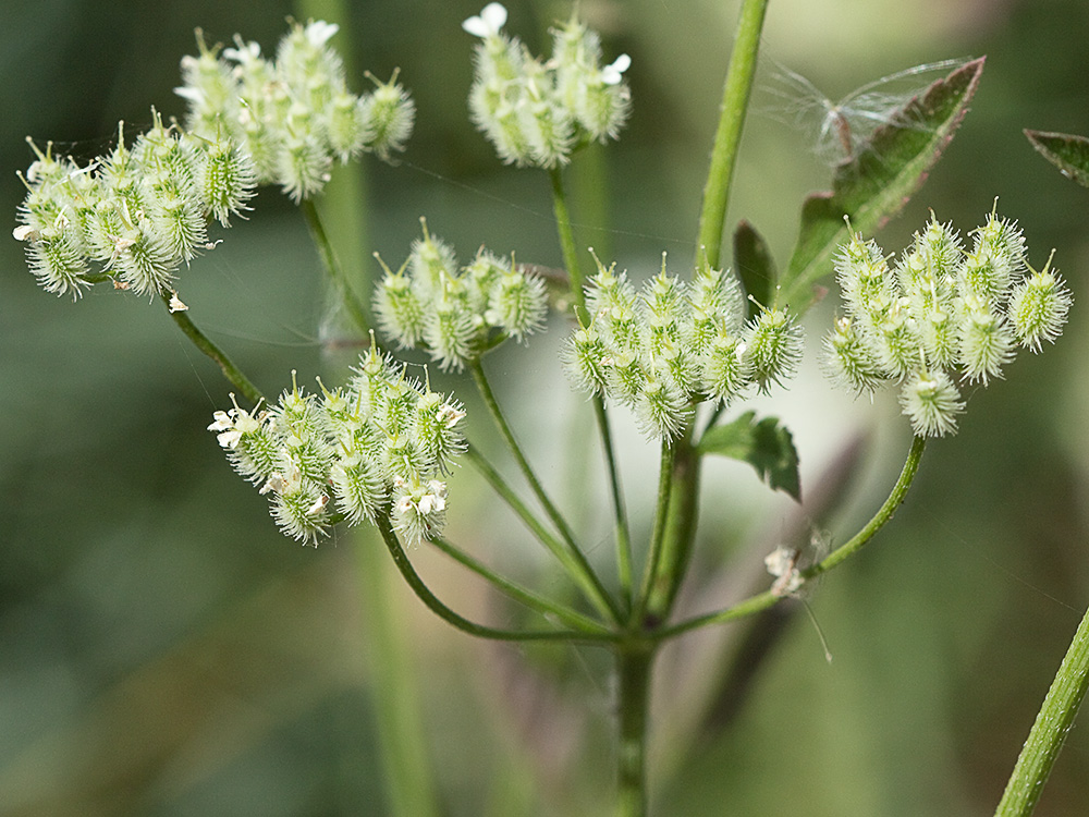 Acedera menor (Torilis japonica)
