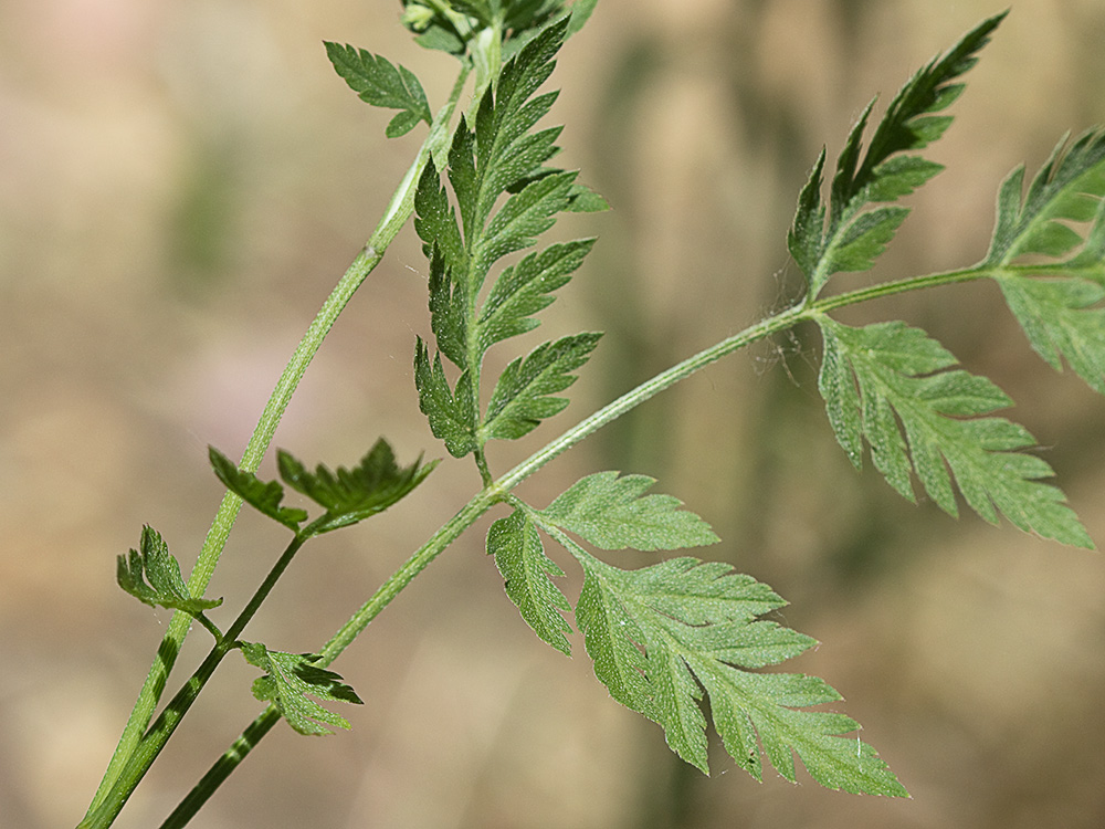 Acedera menor (Torilis japonica)