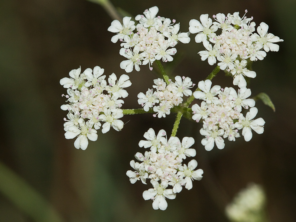 Acedera menor (Torilis japonica)