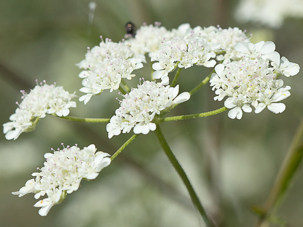 Acedera menor (Torilis japonica)