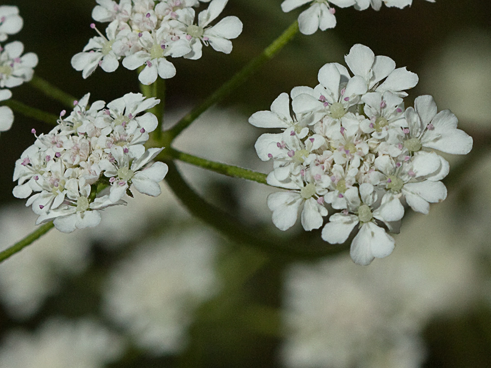Acedera menor (Torilis japonica)