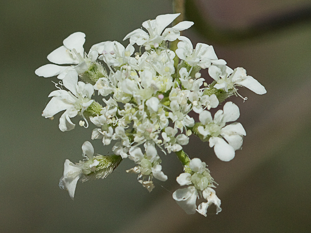 Acedera menor (Torilis japonica)