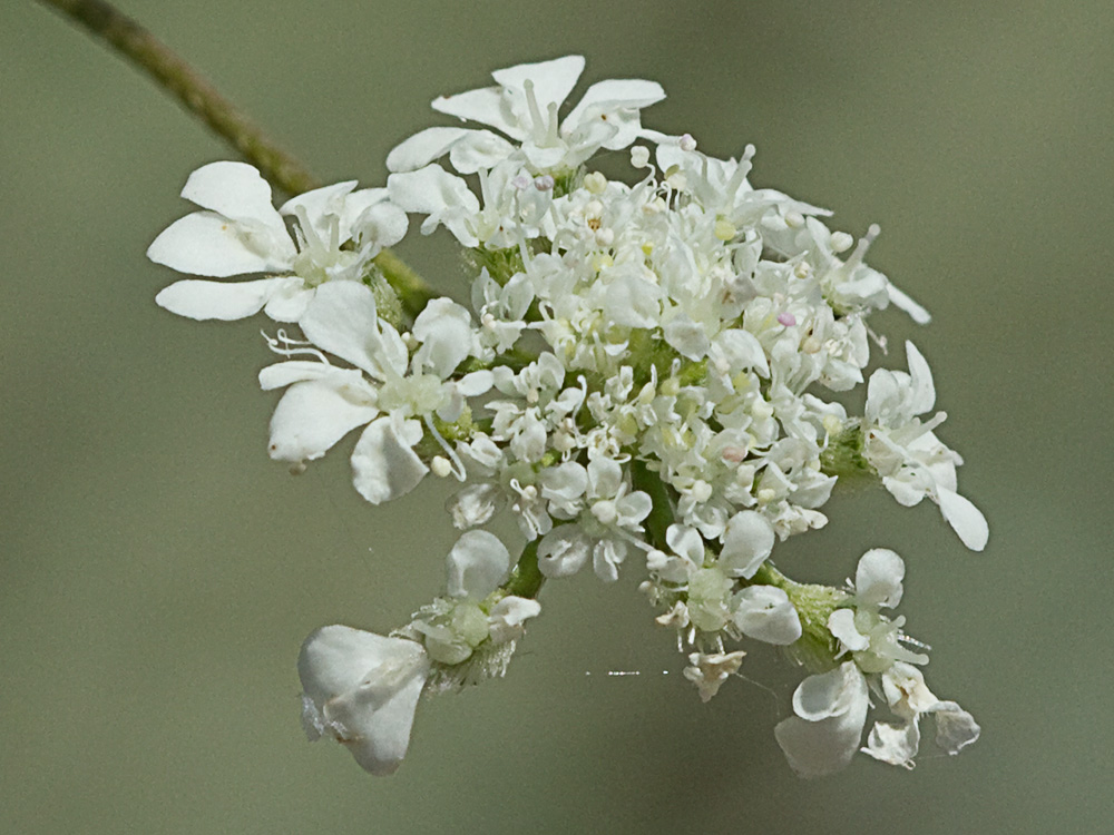 Acedera menor (Torilis japonica)