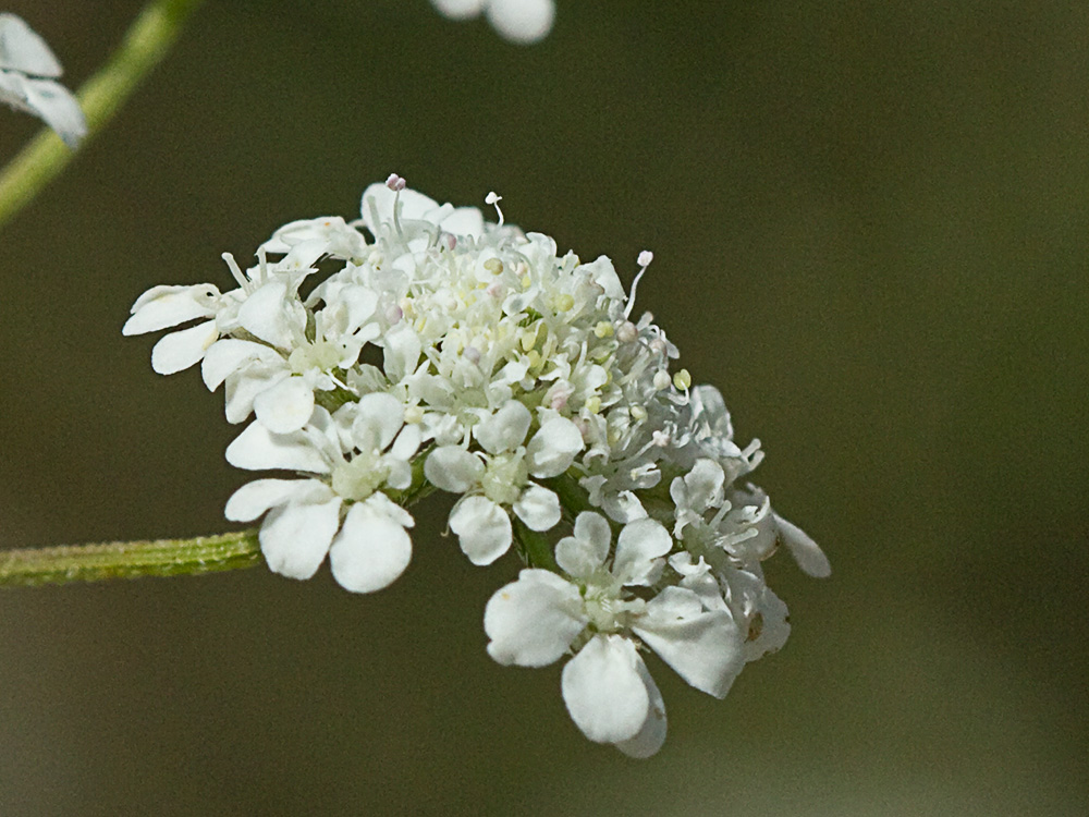 Acedera menor (Torilis japonica)