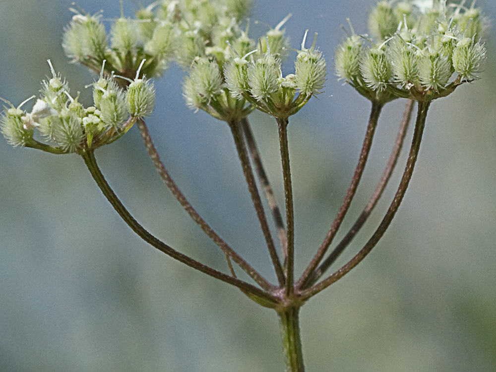 Acedera menor (Torilis japonica)
