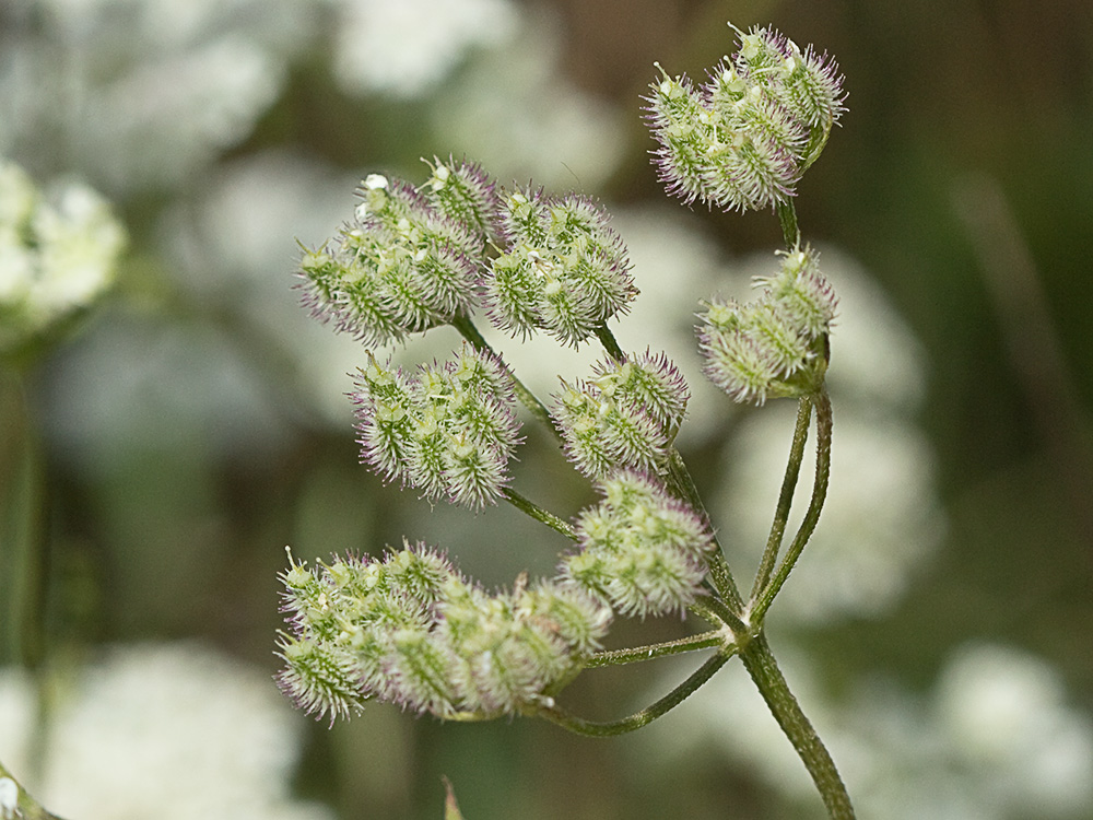Acedera menor (Torilis japonica)