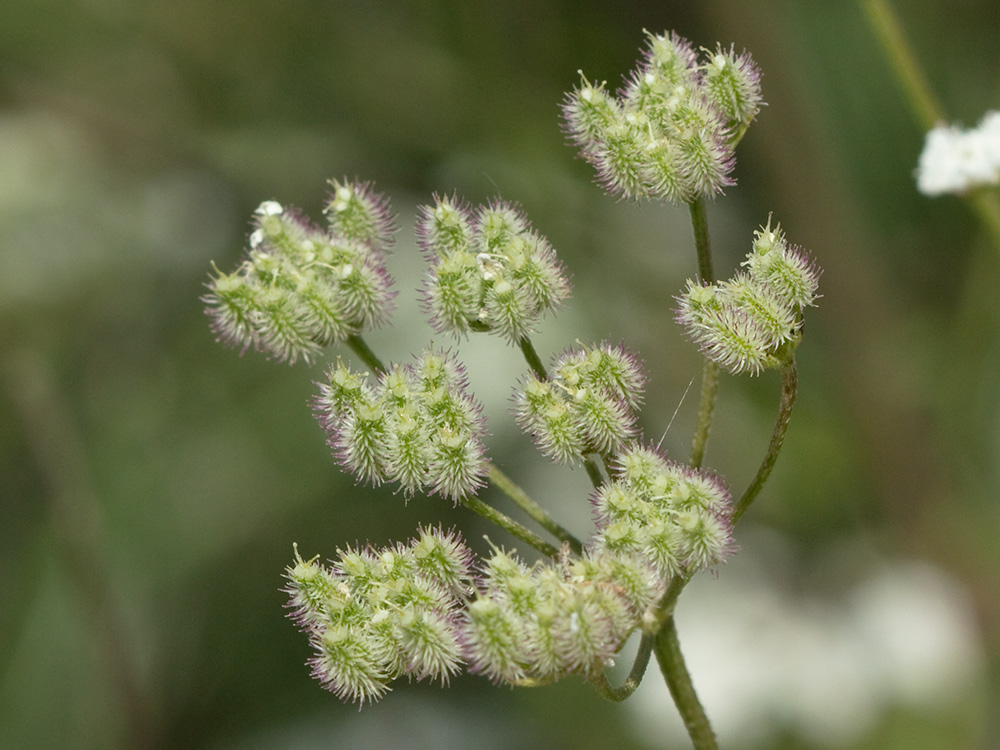 Acedera menor (Torilis japonica)