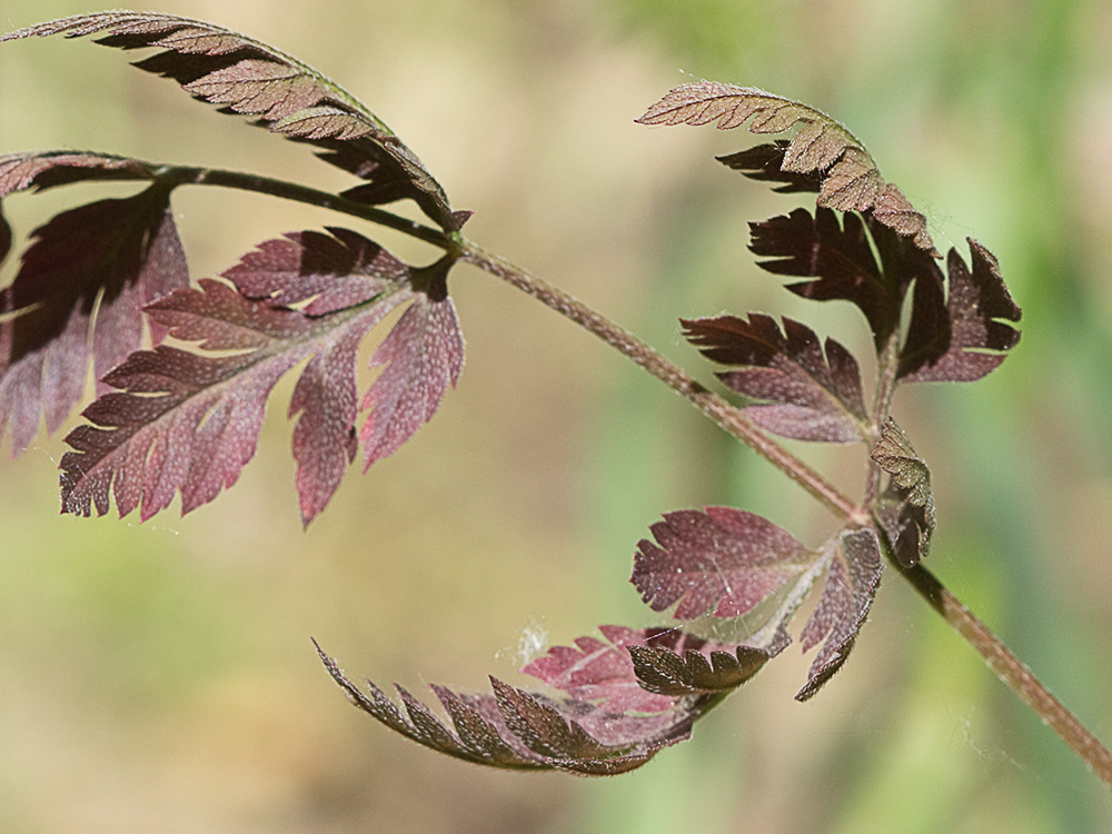 Acedera menor (Torilis japonica)