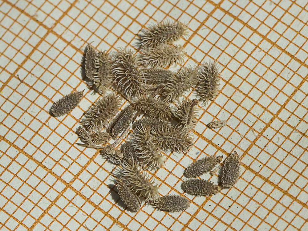 Acedera menor (Torilis japonica)