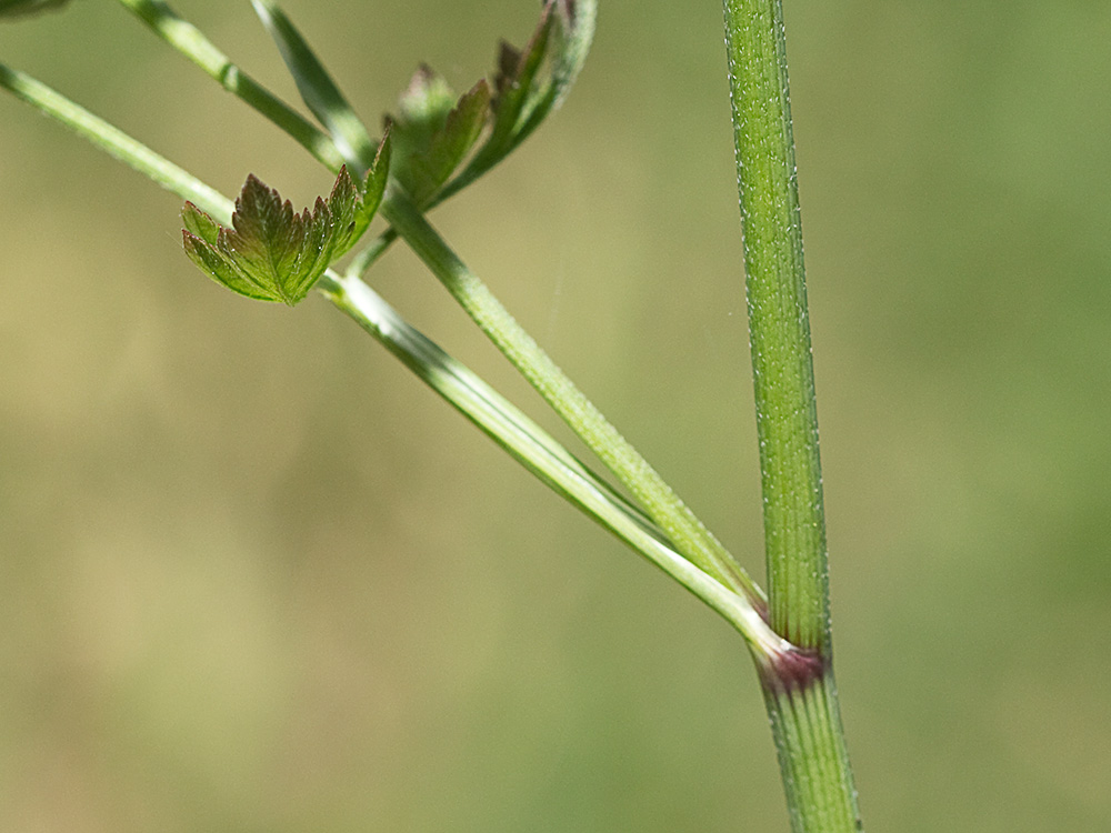 Acedera menor (Torilis japonica)