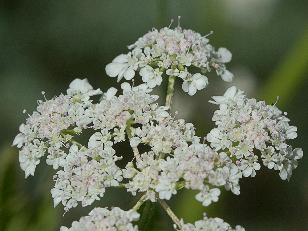 Acedera menor (Torilis japonica)